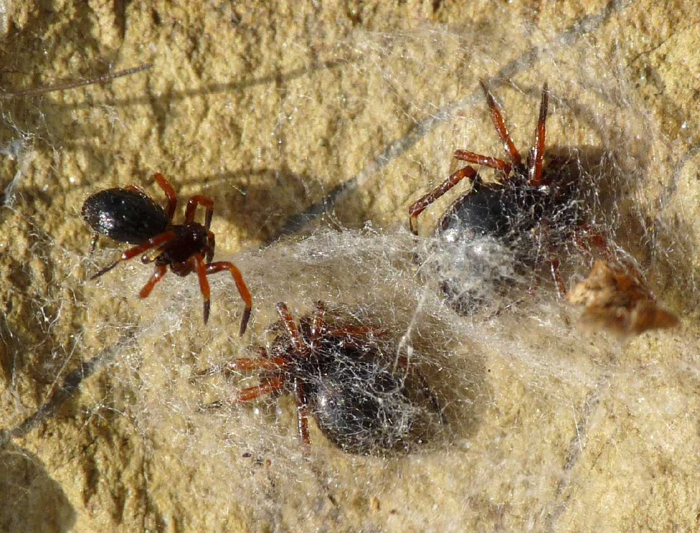 Euryopis sp.